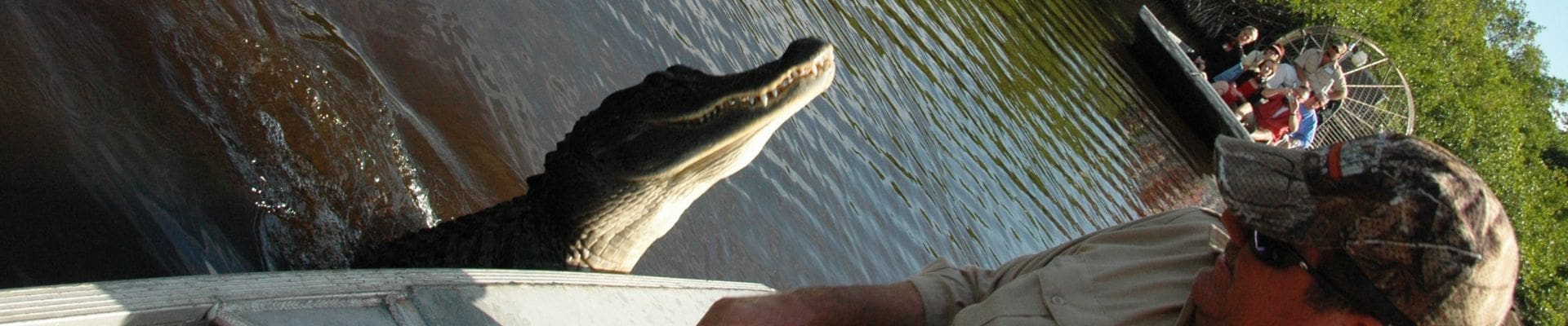 2009 - Aligator